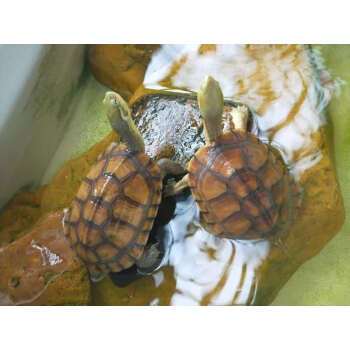 皖南小青龟水龟苗乌龟外塘水锈小青龟北石活体小青苗宠物龟 6-7厘米