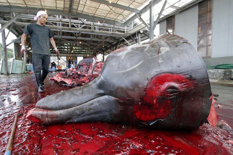 2007年6月21日,日本,10米长的巨齿槌鲸被宰杀.