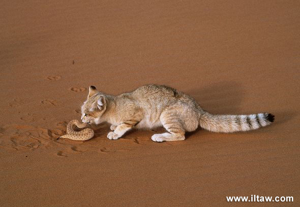 荒漠猫哺乳类国家二级保护动物