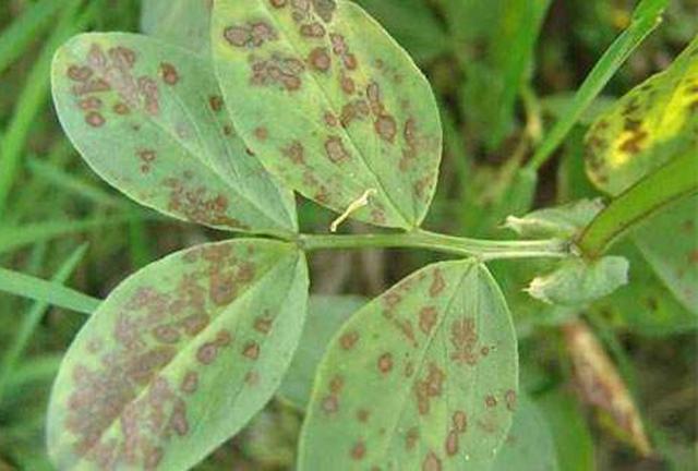 种植蚕豆,赤斑病是主要病害之一,学会正确防治很关键