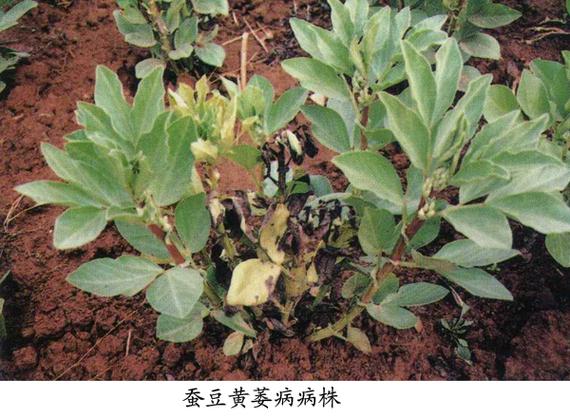 蚕豆黄萎病,是一种针对蚕豆发作的真菌性病害.