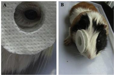 核黄素和紫外线照射预防豚鼠渐进性近视的实验研究