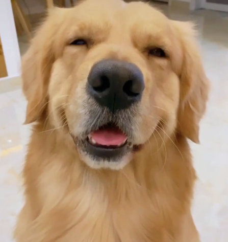 让金毛学习笑,不料它出现了这表情,狗:我超甜!