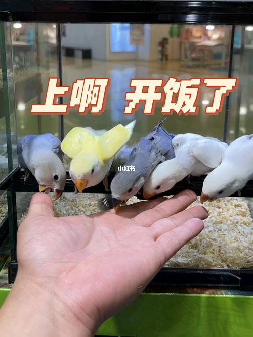 天津牡丹鹦鹉实体店都是训好的雏鸟牡