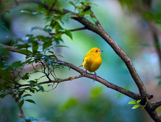 黄色的鸟站在一根树枝上
