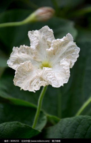 一朵白色的瓠子花