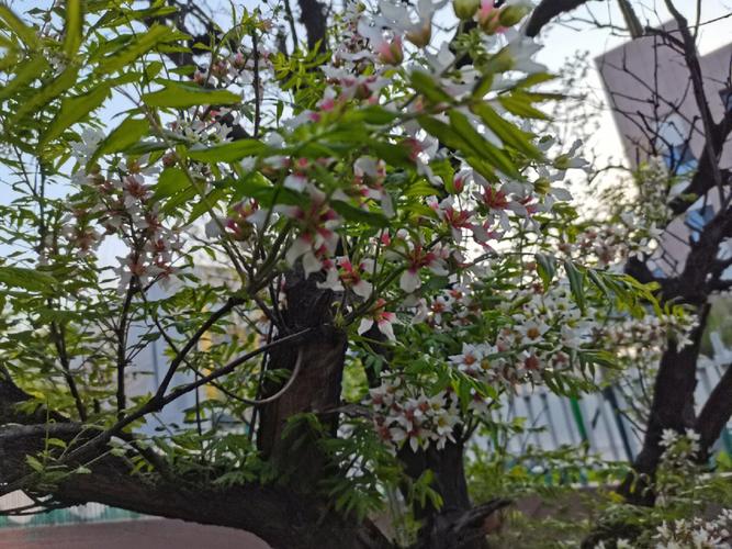 文冠果一种适合栽在家院或校园的树