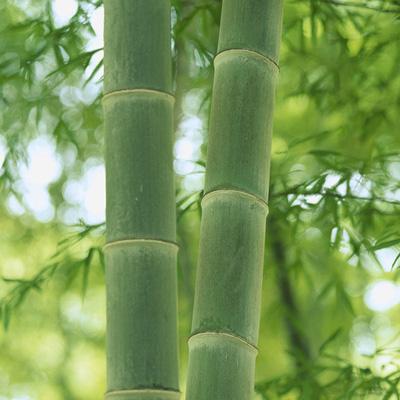 竹子头像唯美意境图片 好看的竹子高清微信头像