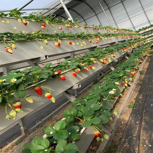 立体蔬菜栽培槽 pvc管立体种植草莓
