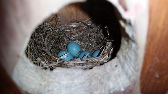 知更鸟蛋,蓝蛋,鸟巢,知更鸟,蓝,蛋,春天,春天