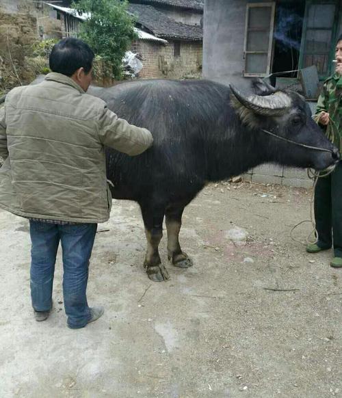 二o一七年农历正月十三日广西柳城选牛