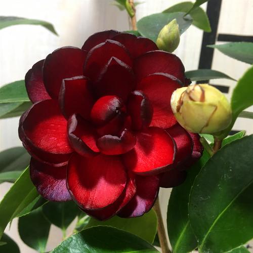 墨川茶花盆栽稀有名贵品种黑红红色客厅阳台时令草本花卉