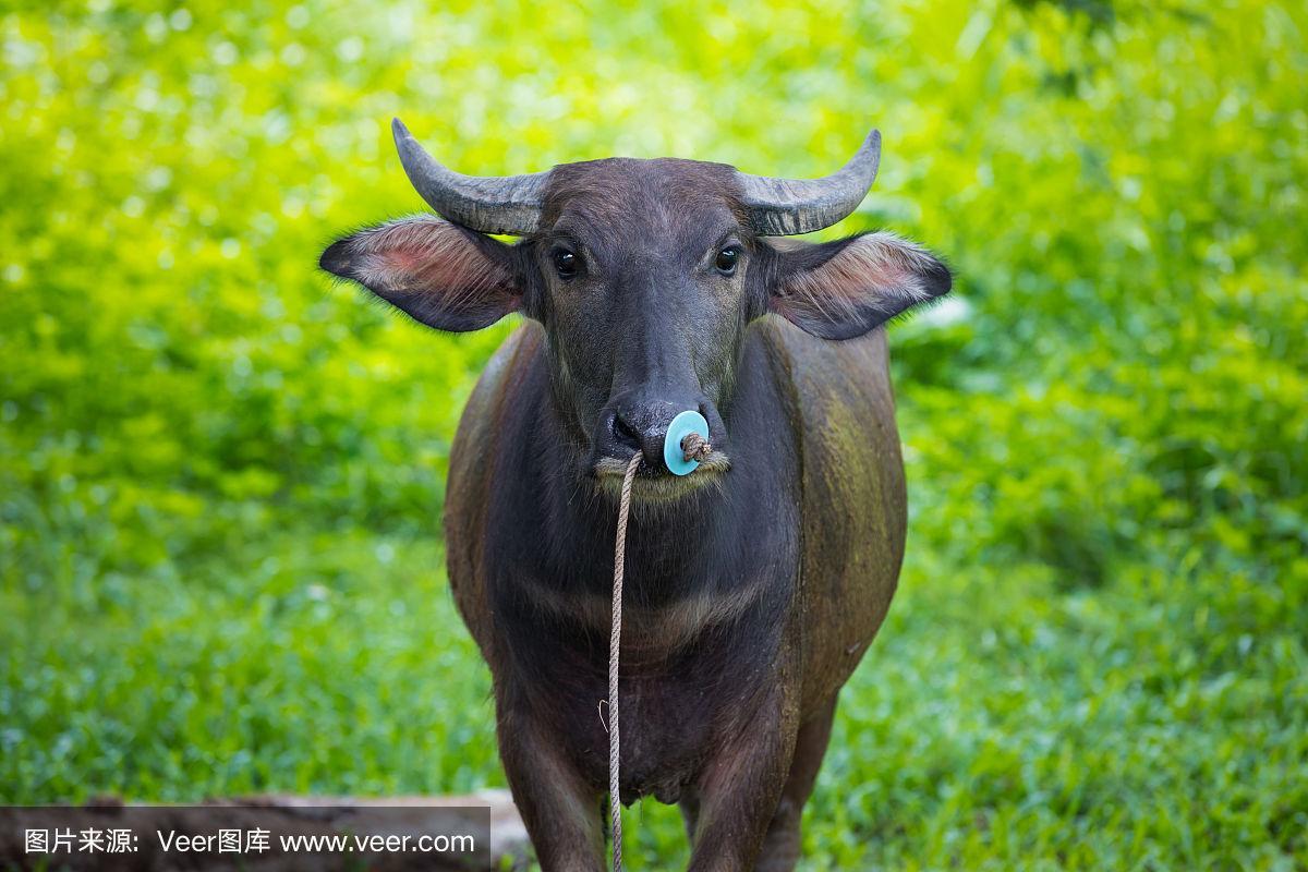 可爱的雌水牛肖像与鼻子绳绿色的背景