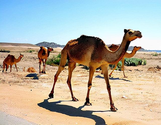 第一:曾经的沙漠骆驼被人们抛弃了好日子有盼头,随着20世纪20年代
