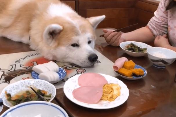 原创 主人在吃大餐,秋田犬只能在旁边看,被它的表情逗笑了