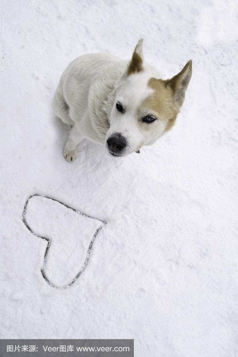 白色的狗坐在雪地里,旁边是一颗雪白的心.