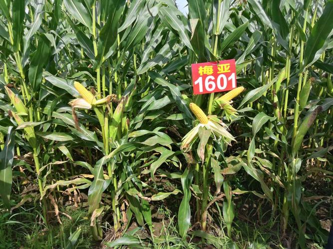名山富田农资隆重推出梅亚1601高产玉米品种!