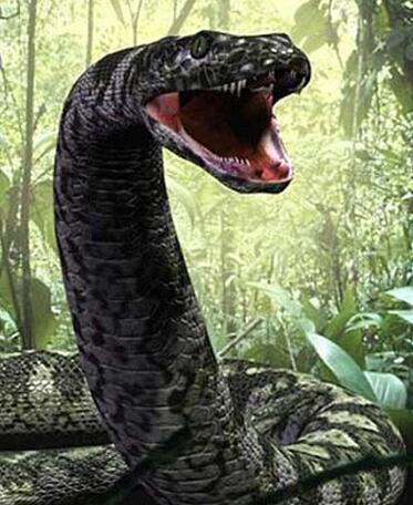 被命名为塞雷洪泰坦巨蟒是史上已知最大的蛇,体长大约12