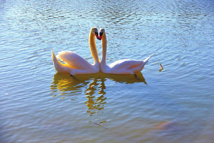 广平县东湖公园内一对白天鹅悠然自得