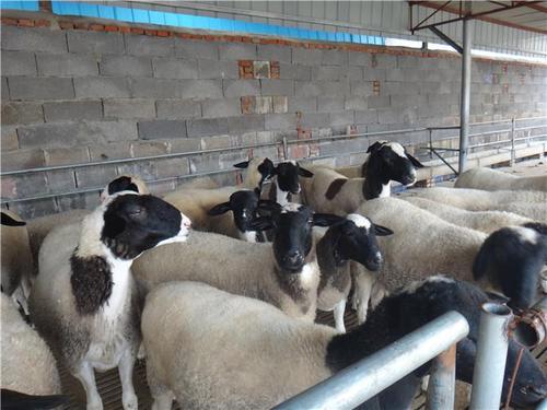 杜泊羊养殖技术 通河县杜寒杂交羊养殖场