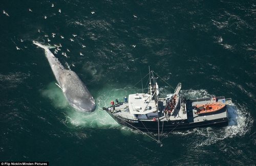 美研究人员拍下蓝鲸与船相撞死亡后浮在海上的照片