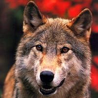 最霸气狼的头像图片外形和狼狗相似但吻略尖长
