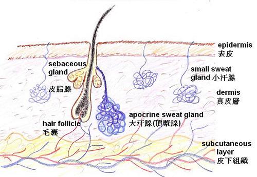 毛是哺乳动物特有的身体结构,对于不必穿衣服的动物来说,这种由毛囊长