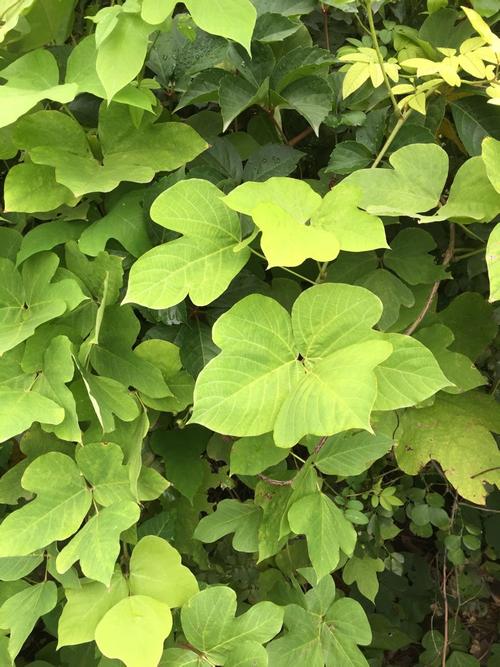 这种常见野生豆科藤类植物叫什么?