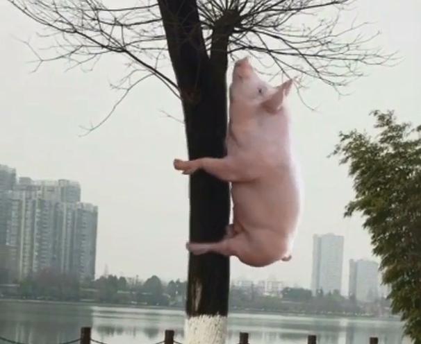 夭寿啦,猪居然爬到树上去了_哔哩哔哩_bilibili