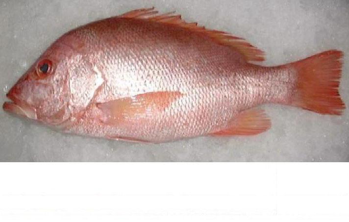 问一种红色大头鱼名称