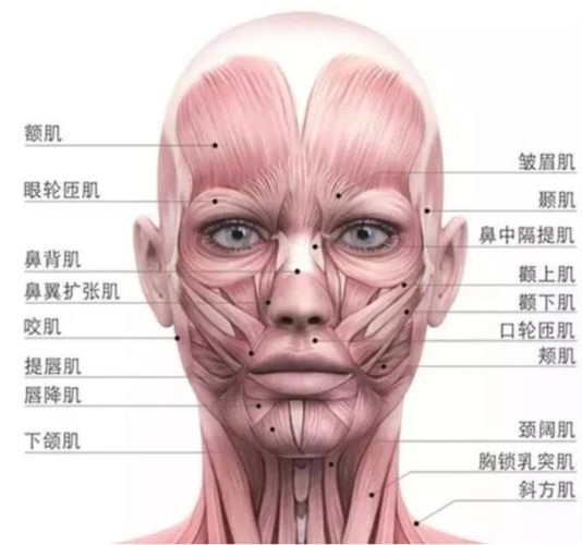 面部肌肉位置浅表,起自颅骨的不同部位,止于面部皮肤,主要分布于面部