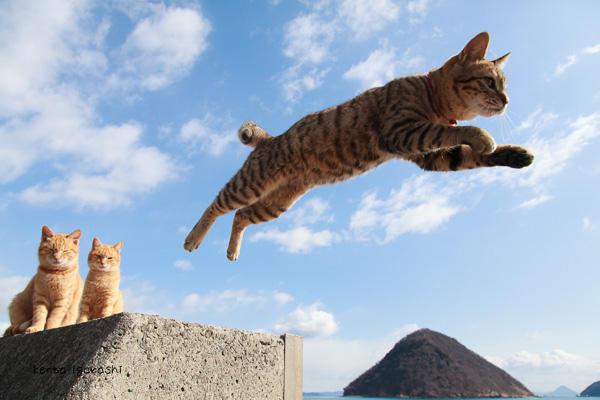 好想照一张猫跳跃的照片喔!五十岚先生的访问