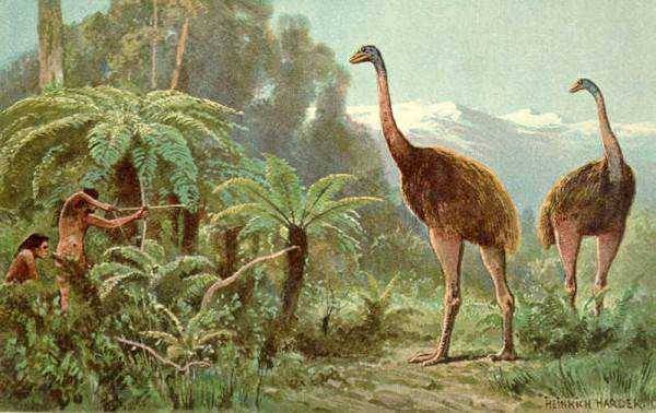 在300多万年以前,巨型恐鸟可称得上世界第一高鸟.