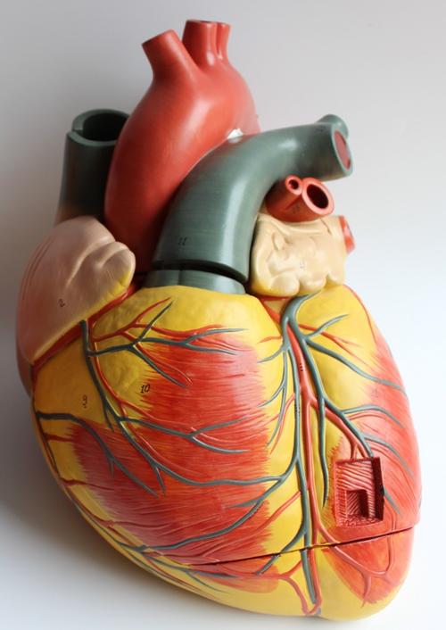 成人心脏解剖模型 超声科 心内科 心脏模型 心脏血管放大教学模型