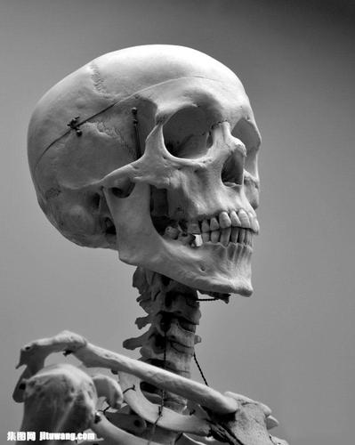 人类骨架骷髅图片