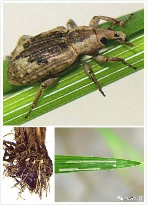 稻水象甲是严重危害水稻的一种害虫,该虫属我国进境植物检疫性有害