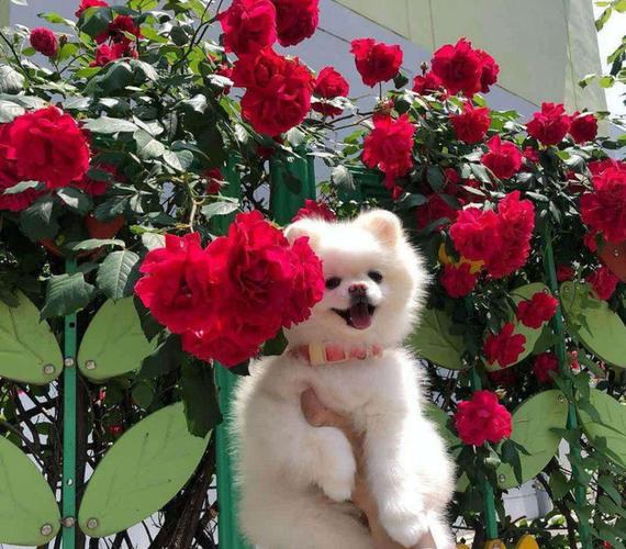 美丽的花朵与可爱的狗狗都是这世间上的美好和温暖,如果你喜欢狗狗