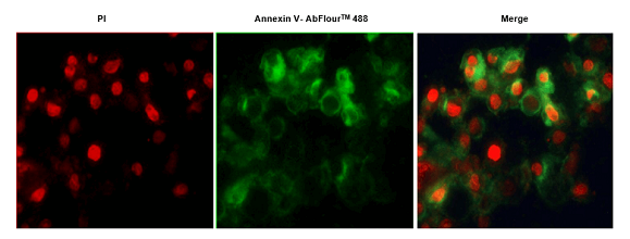 abfluortm染料和碘化丙啶(pi)对细胞进行染色