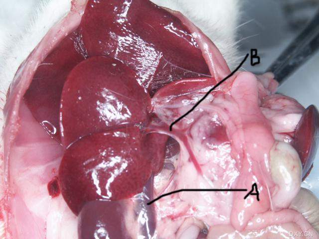 谁可以告诉小生大鼠的门静脉取血怎么操作