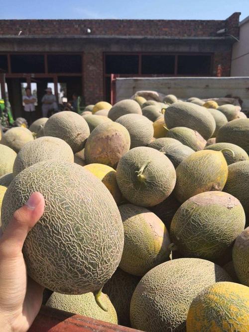 讲解华莱士瓜露地栽培技术,保障华莱士瓜的优质高产