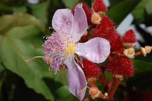 bixa orellana 胭脂树 | flickr – 相片分享!