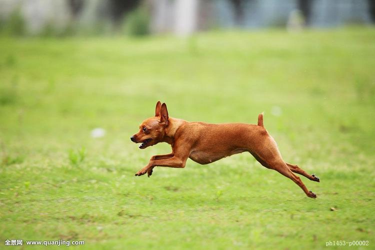蹦蹦跳跳的懒人必备犬,它也少数喜欢捕捉老鼠的犬