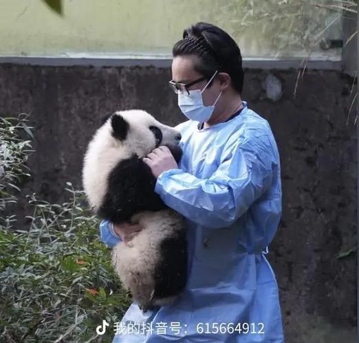 小福菀是我心心念念的小熊猫94它很乖发箍奶爸超级温柔抱着被游