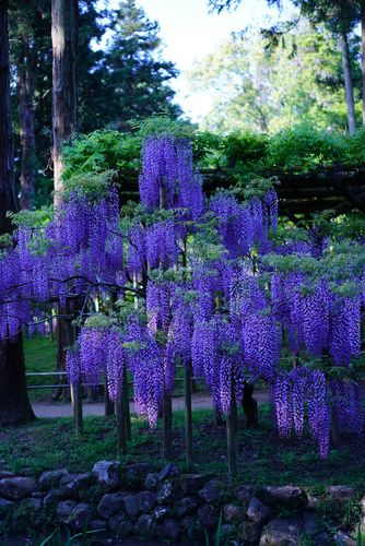随拍真实的日本----奈良春日大社紫藤园