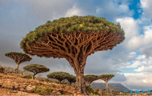 世界十大最美丽的树木 雪曼将军树位居第一