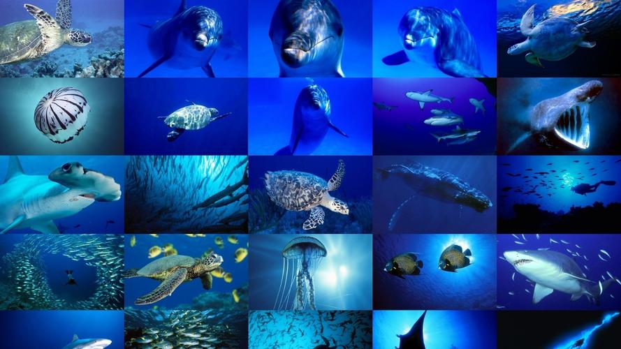 奇幻美丽海底生物大集合壁纸_神秘丰富蔚蓝深海