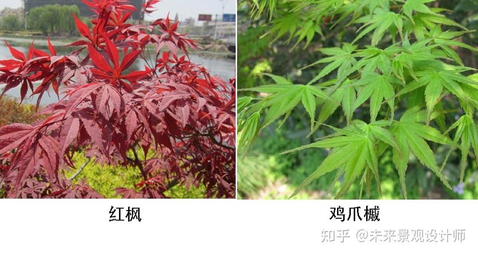红枫和鸡爪槭的区别