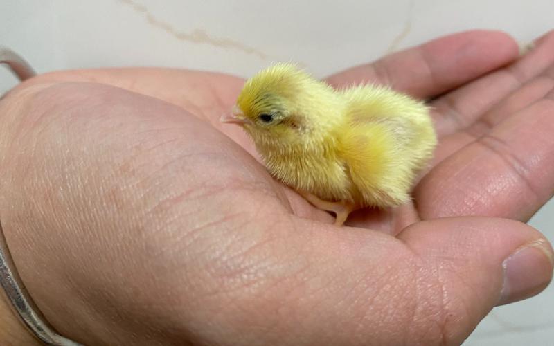 【世界上最小的鸡】-我的卢丁鸡终于下蛋了