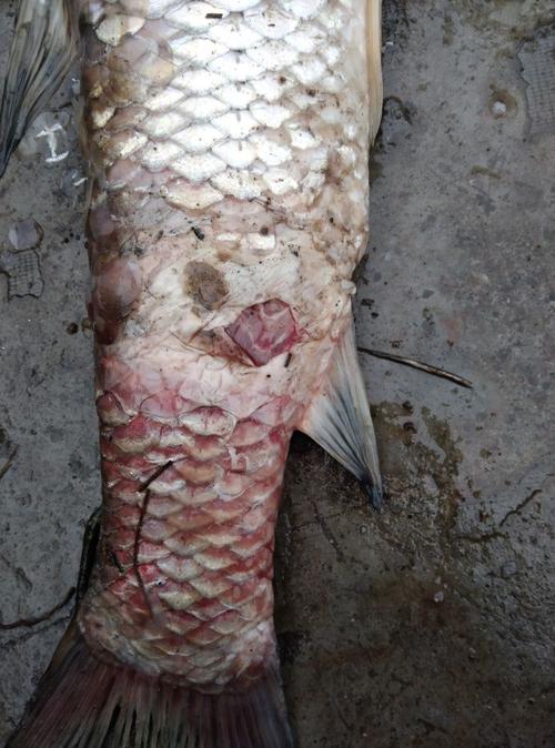 四川绵竹市郊区鱼塘这是什么病而且每天死5到6条大小不一的草鱼