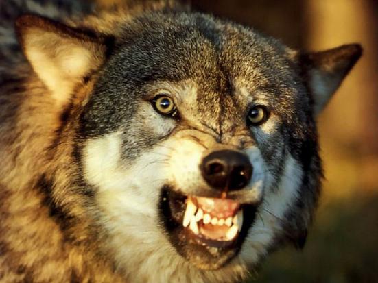 狼的标志性表情是这样的